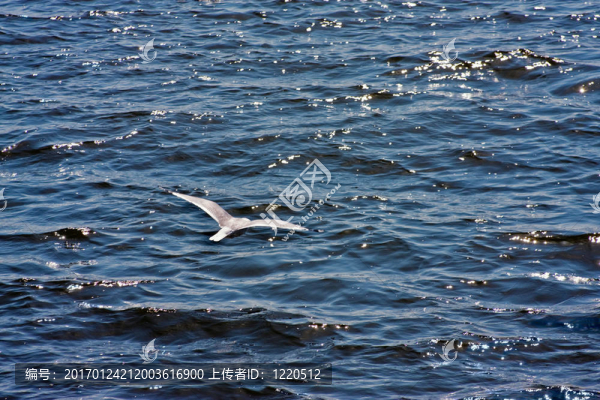 海鷗-匯圖網(wǎng) www.fosd68.com 海鷗