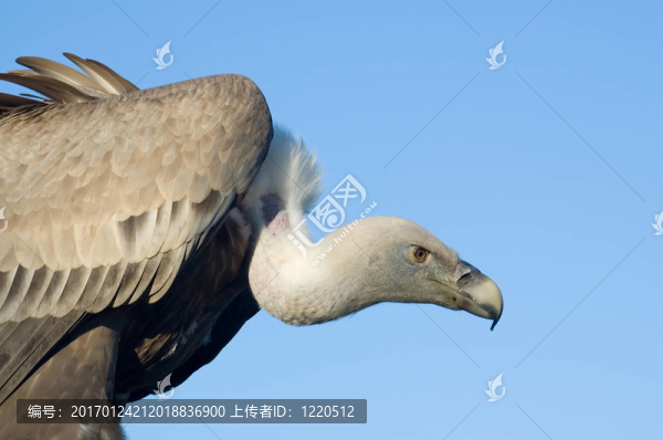 歐亞大陸的禿鷲