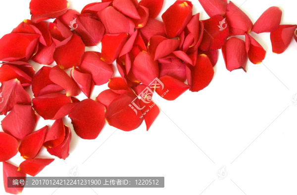 紅玫瑰的花瓣