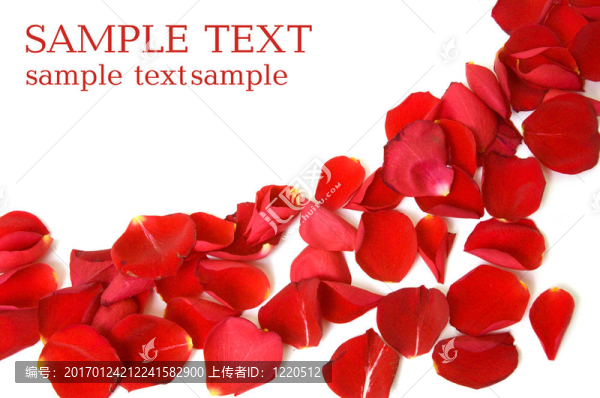 紅玫瑰的花瓣