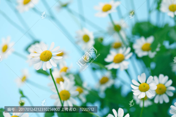 chamomiles