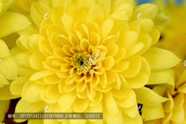 黃色的菊花