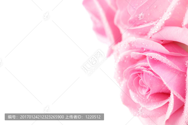 粉紅色的玫瑰