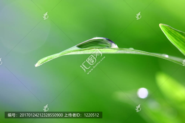 草自然背景