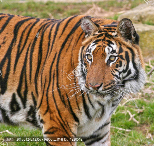 皇家-匯圖網(wǎng) www.fosd68.com 皇家