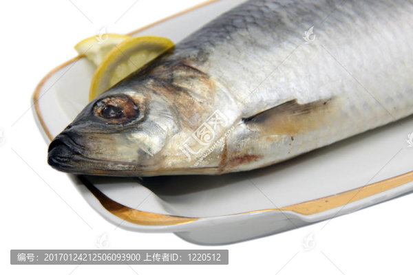 鯡魚