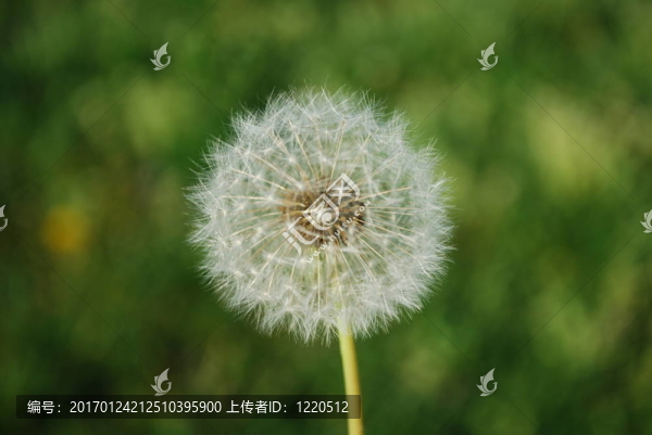 蒲公英草背景