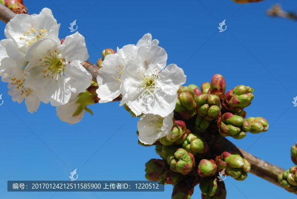 櫻花