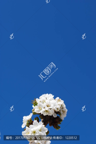 櫻花