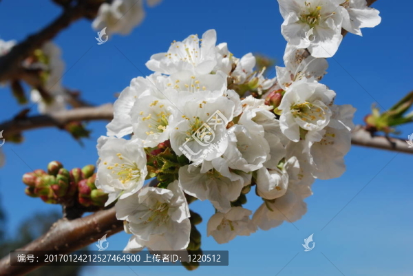 櫻花