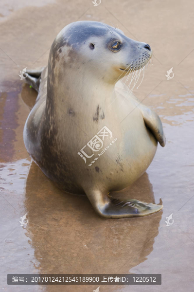 港灣海豹