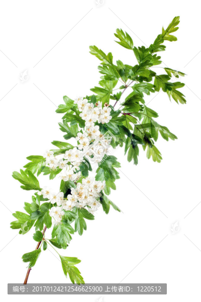 春天的山楂花