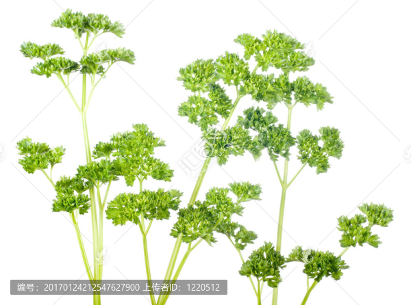 荷蘭芹