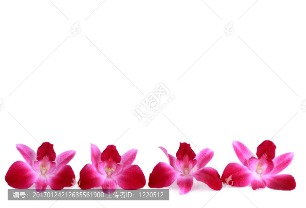 排的蘭花