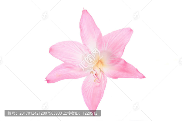 莉莉