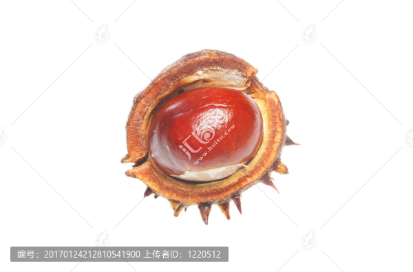 板栗殼