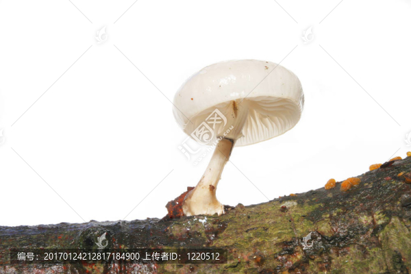 羊肚菌