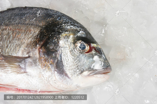 金頭鯛在冰