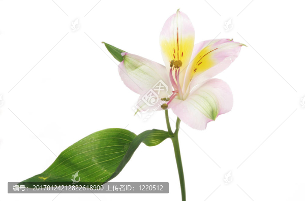 一天莉莉