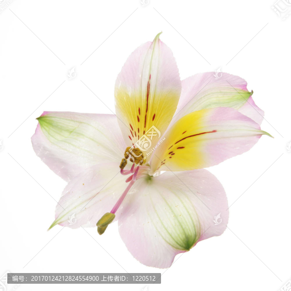 一天莉莉花