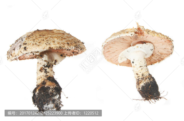 兩個蘑菇