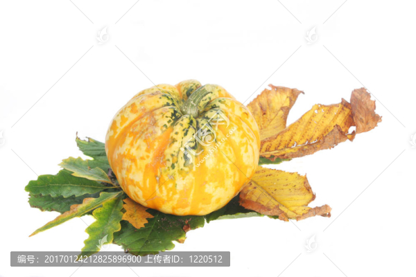 南瓜葉