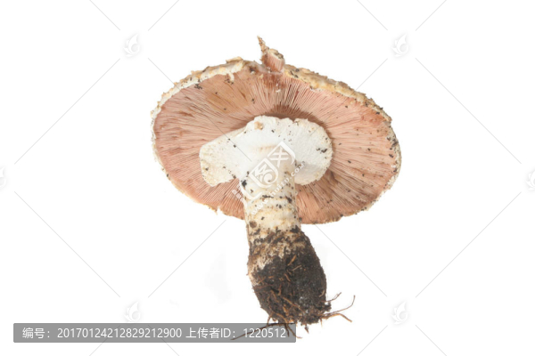 蘑菇
