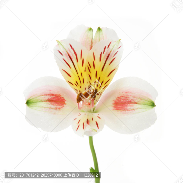 一天莉莉開花