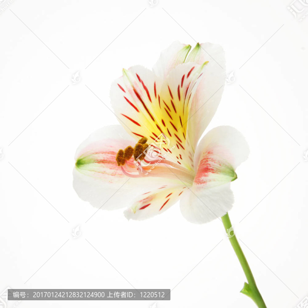 天的百合
