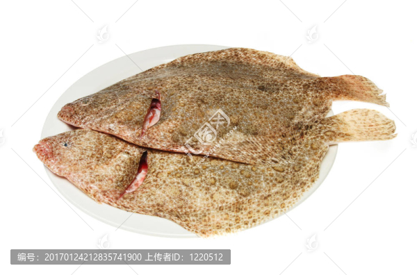 在板兩比目魚