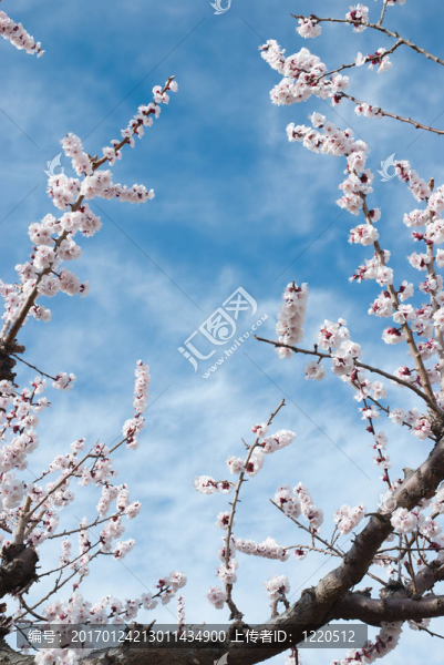 在一個(gè)果園開(kāi)花的樹(shù)枝