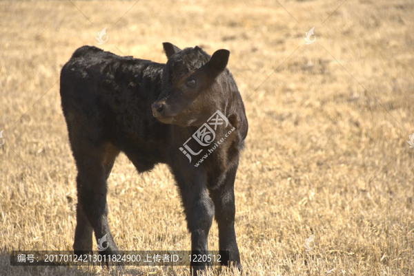 黑色的小牛