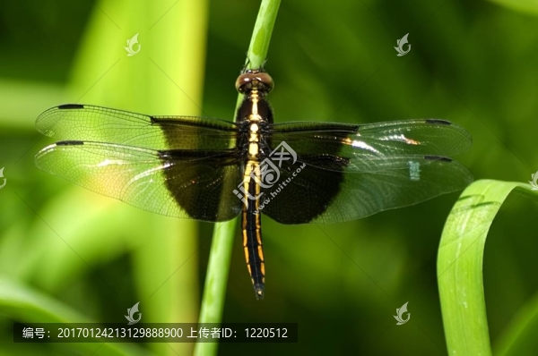 蜻蜓[,Libellula,luctuosa,]