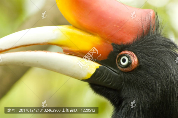 Hornbill特寫