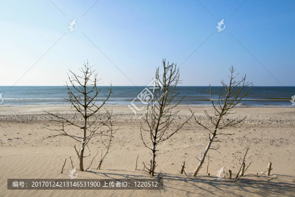 樹在海灘上