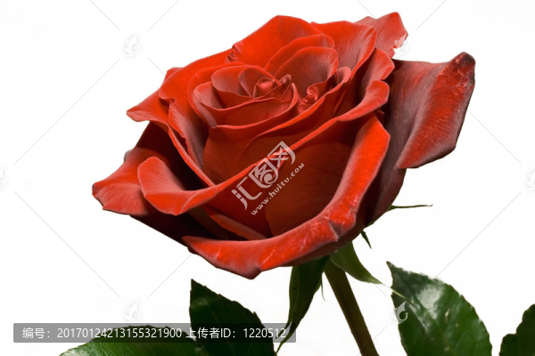 紅玫瑰
