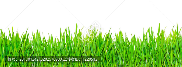 春天的草