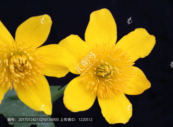 金盞花