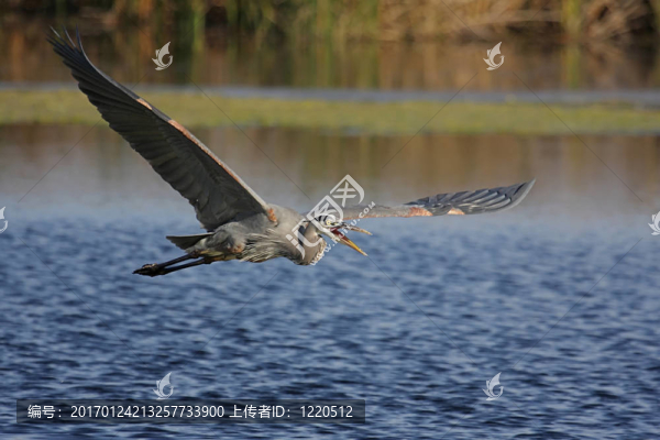大藍(lán)鷺（Ardea,herodias）