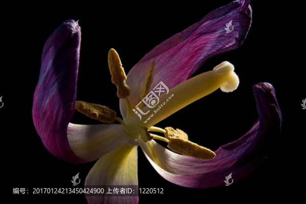 花瓣枯萎的郁金香