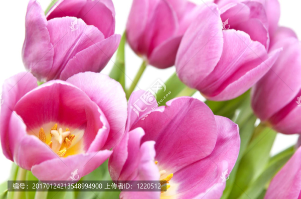 粉紅色的郁金香