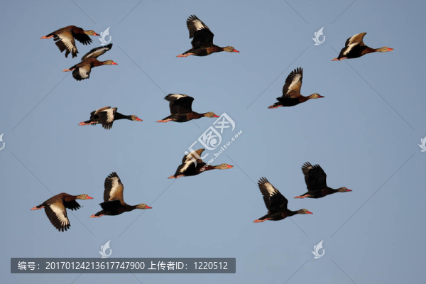 紅嘴樹鴨