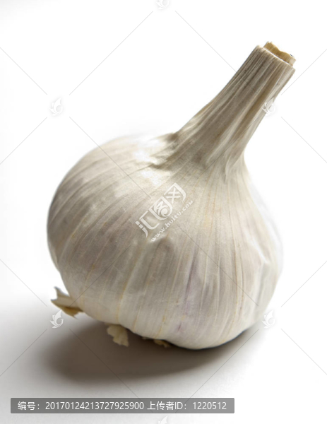 大蒜鱗莖