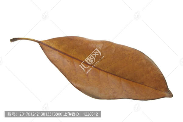 干葉
