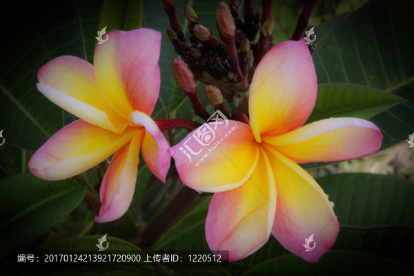 三色雞蛋花