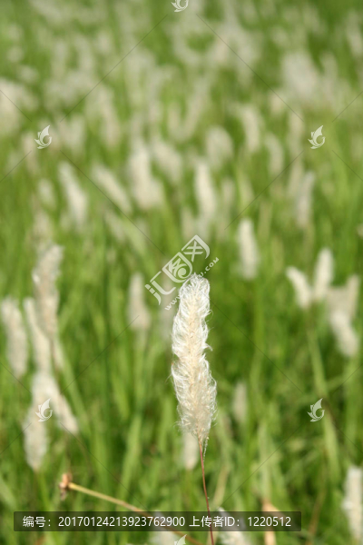 公園街公墓；加爾各答；印度