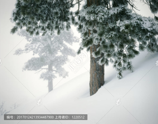 Fresh,Snow和松樹的冬季山地景觀