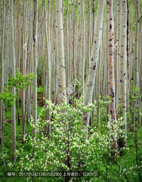 楊樹林和山茱萸開花；栗色的鐘聲的荒野地區(qū)；