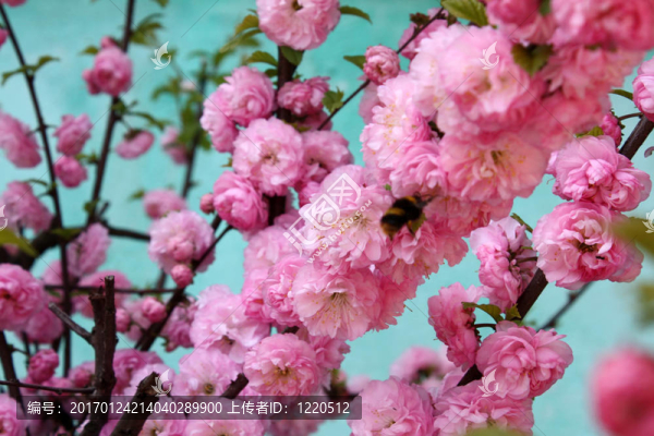 大黃蜂野玫瑰-匯圖網(wǎng) www.fosd68.com 大黃蜂野玫瑰