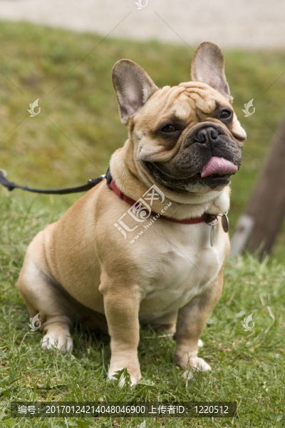 斗牛犬